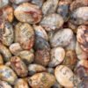 Crazy Lace Agate Crystal Palm Stones